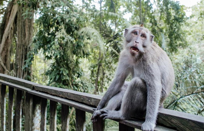 Quad Adventure and Monkey Forest - Full-Day Tour with Lunch - Photo 5